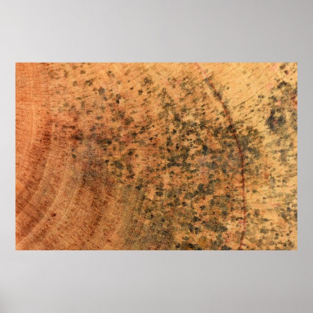 The mould that grows on the brown wood surface is  poster (Front)