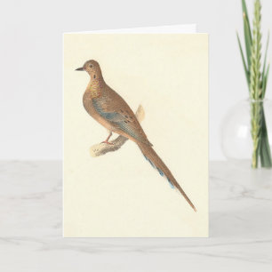The Mourning Dove (Carolina Turtle Dove) NY Birds Card
