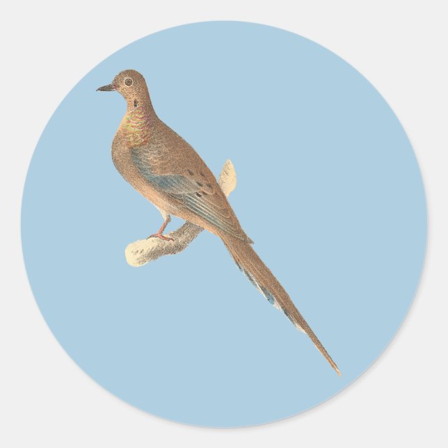 The Mourning Dove (Carolina Turtle Dove) NY Birds Classic Round Sticker (Front)
