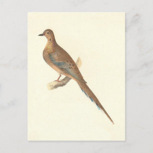 The Mourning Dove (Carolina Turtle Dove) NY Birds Postcard
