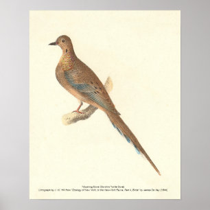 The Mourning Dove (Carolina Turtle Dove) NY Birds Poster