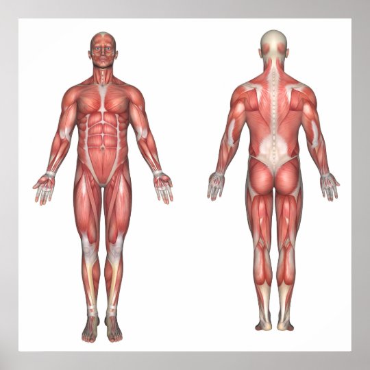 The muscular system unlabeled poster | Zazzle.co.uk