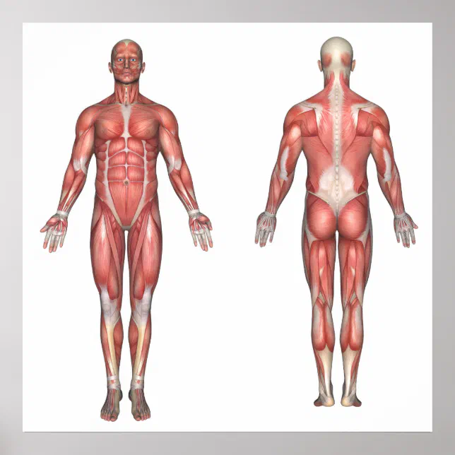 Muscular System Without Labels For Kids Anatomy Label Lab Kit™