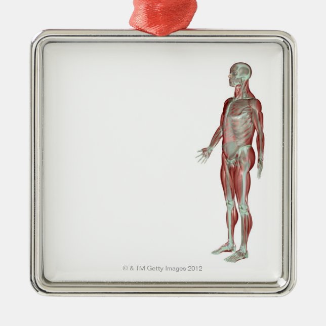 The Musculoskeletal System 11 Metal Tree Decoration (Front)