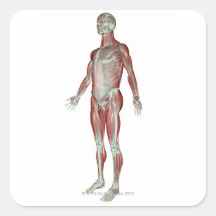 The Musculoskeletal System 3 Square Sticker
