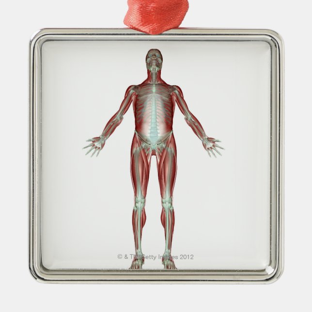 The Musculoskeletal System 4 Metal Tree Decoration (Front)