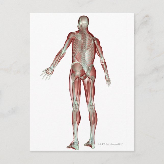 The Musculoskeletal System 5 Postcard (Front)