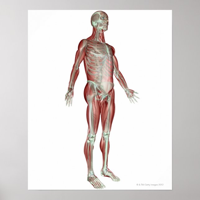 The Musculoskeletal System 8 Poster (Front)