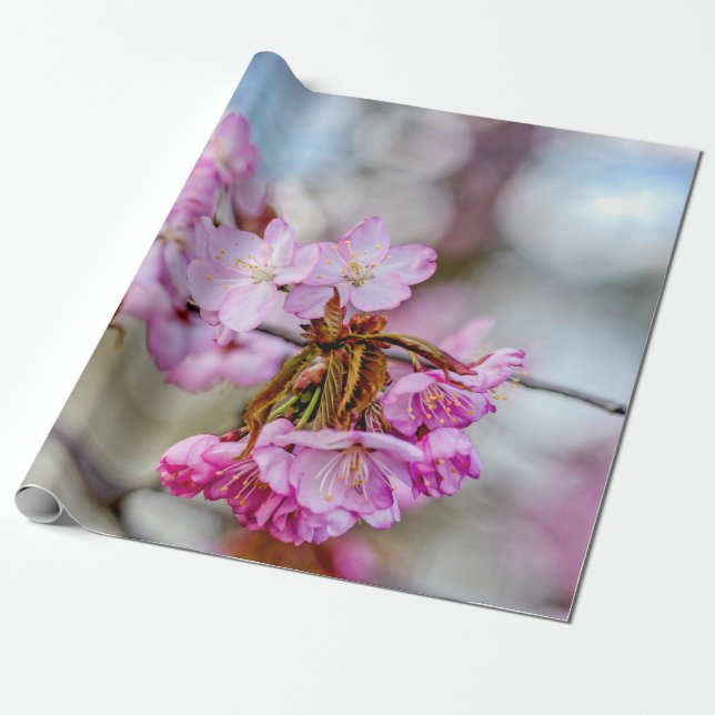 The Muted Beauty Of Sakura Blossoms Wrapping Paper (Unrolled)