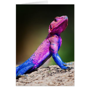 The Mwanza Flat-headed Agama on rock