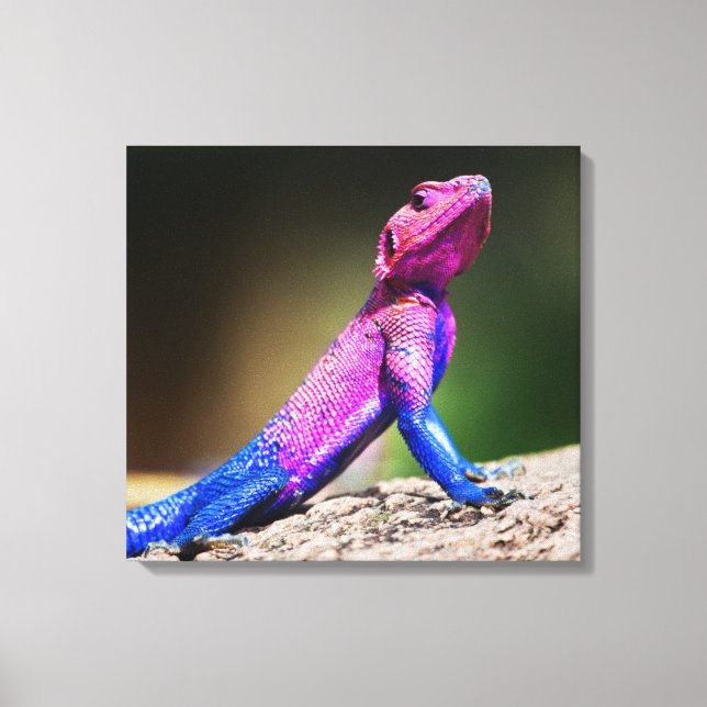 The Mwanza Flat-headed Agama on rock Canvas Print (Front)
