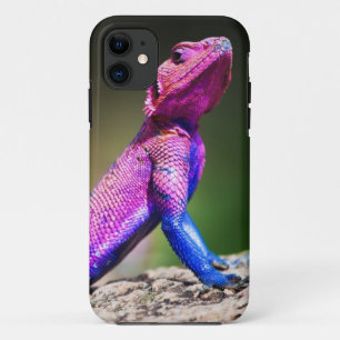 The Mwanza Flat-headed Agama on rock iPhone 11 Case