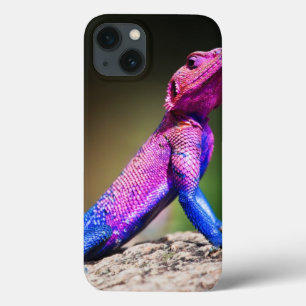The Mwanza Flat-headed Agama on rock iPhone 13 Case
