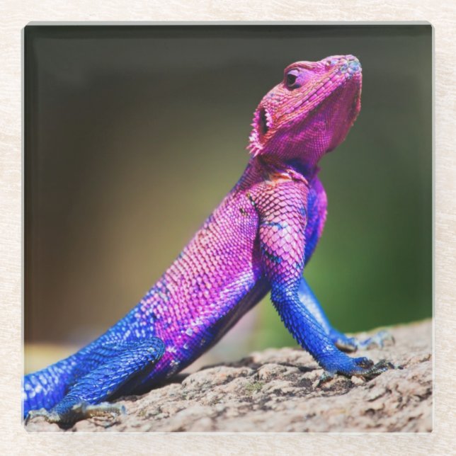 The Mwanza Flat-headed Agama on rock Glass Coaster (Front)