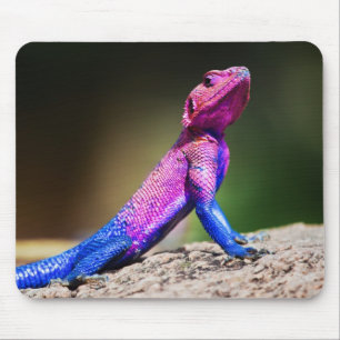 The Mwanza Flat-headed Agama on rock Mouse Mat