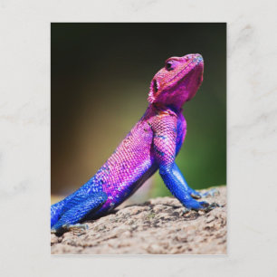 The Mwanza Flat-headed Agama on rock Postcard