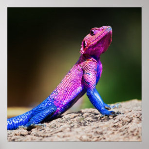 The Mwanza Flat-headed Agama on rock Poster