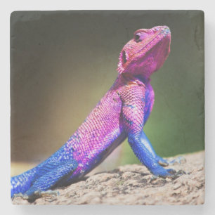 The Mwanza Flat-headed Agama on rock Stone Coaster