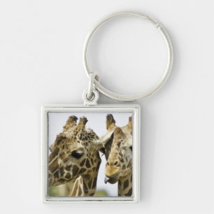 The name giraffe is derived from the Arab word Key Ring