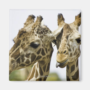 The name giraffe is derived from the Arab word Magnet