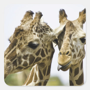 The name giraffe is derived from the Arab word Square Sticker