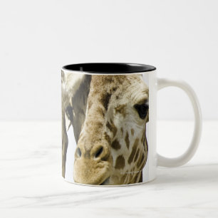 The name giraffe is derived from the Arab word Two-Tone Coffee Mug
