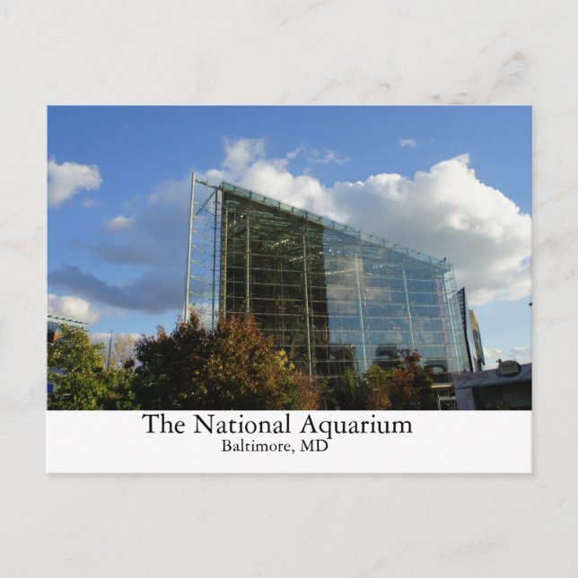 The National Aquarium Postcard (Front)