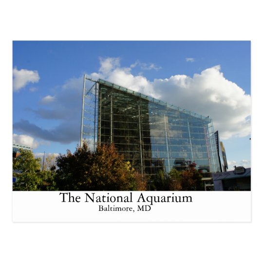 The National Aquarium Postcard