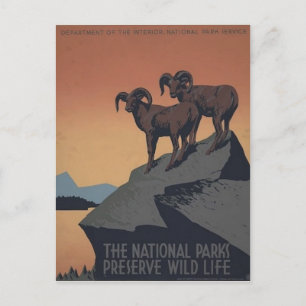 The national parks preserve wild life postcard