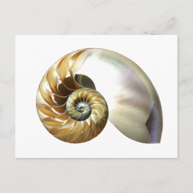 The Nautilus Shell Postcard (Front)