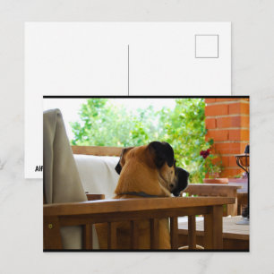 The Neighborhood Watch Postcard