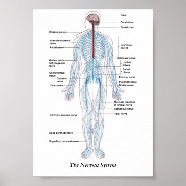 The Nervous System Poster (Front)