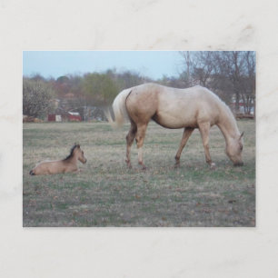 The Newcomer Postcard