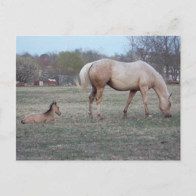 The Newcomer Postcard (Front)