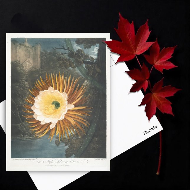 The Night-Blowing Cereus (1799–1807) Postcard (Creator Uploaded)