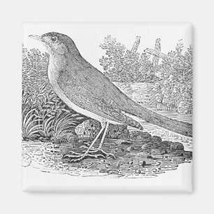 The Nightingale Magnet