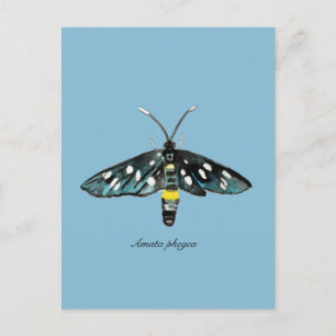 The Nine-Spotted Moth Amata phegea Illustration Postcard
