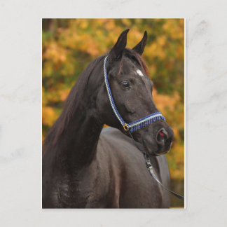 The Noble Arabian Postcard