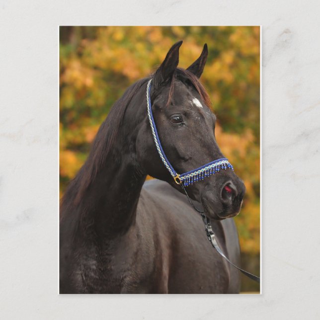 The Noble Arabian Postcard (Front)