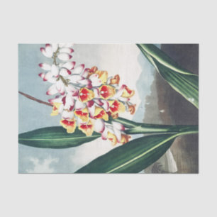 The Nodding Renealmia from The Temple of Flora Art Tissue Paper