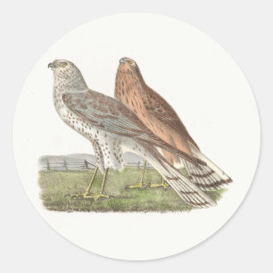 The Northern Harrier (Ring-tailed Hawk) NY Bird Classic Round Sticker