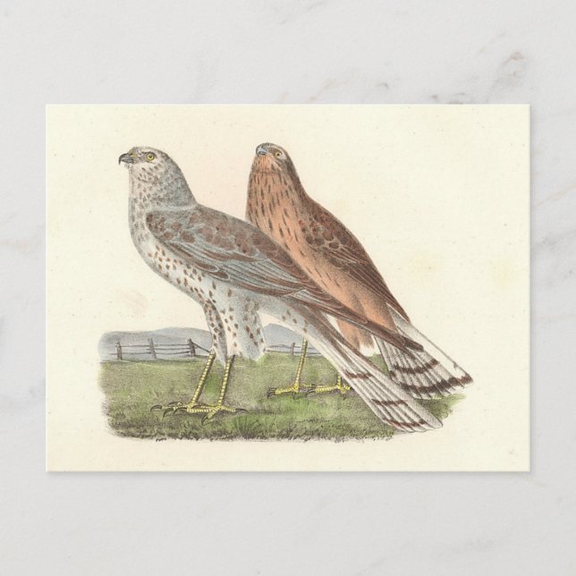 The Northern Harrier (Ring-tailed Hawk) NY Bird Postcard (Front)