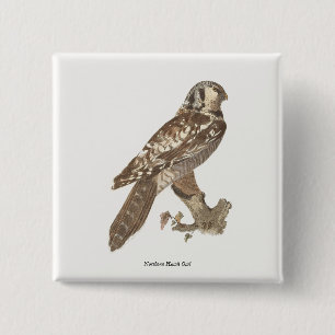 The Northern Hawk Owl (Surnia ulula) Bird Image 15 Cm Square Badge