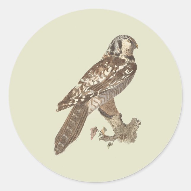 The Northern Hawk Owl (Surnia ulula) Bird Image Classic Round Sticker (Front)