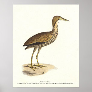 The Northern Hawk Owl (Surnia ulula) Bird Image Poster