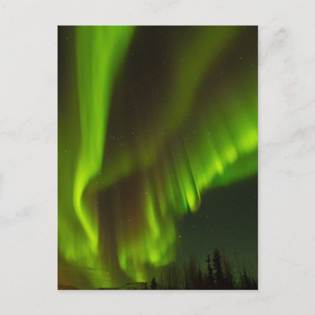 The Northern Lights | Fairbanks, Alaska Postcard (Front)
