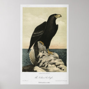 The Northern Sea Eagle print