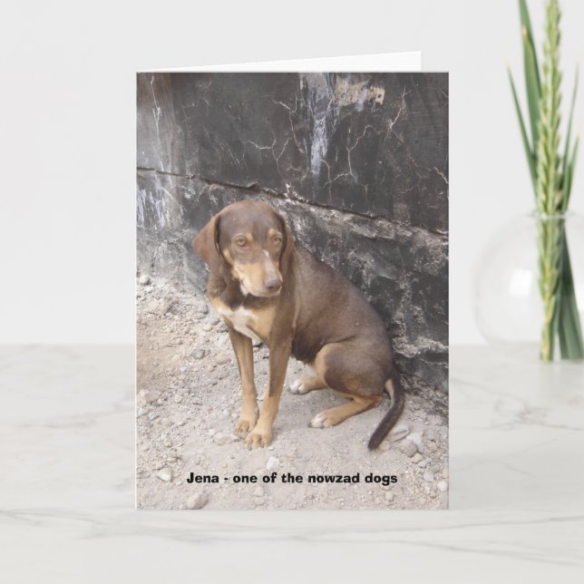The Nowzad Dogs greeting card (Front)