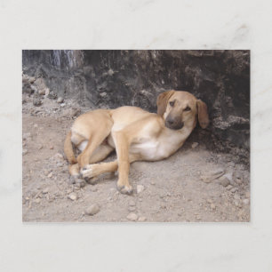 The Nowzad Dogs postcard RPG
