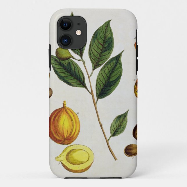 The Nutmeg, plate 353 from 'A Curious Herbal', pub Case-Mate iPhone Case (Back)